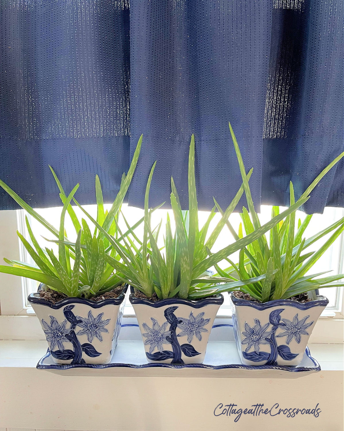 Aloe plants growing in blue and white containers