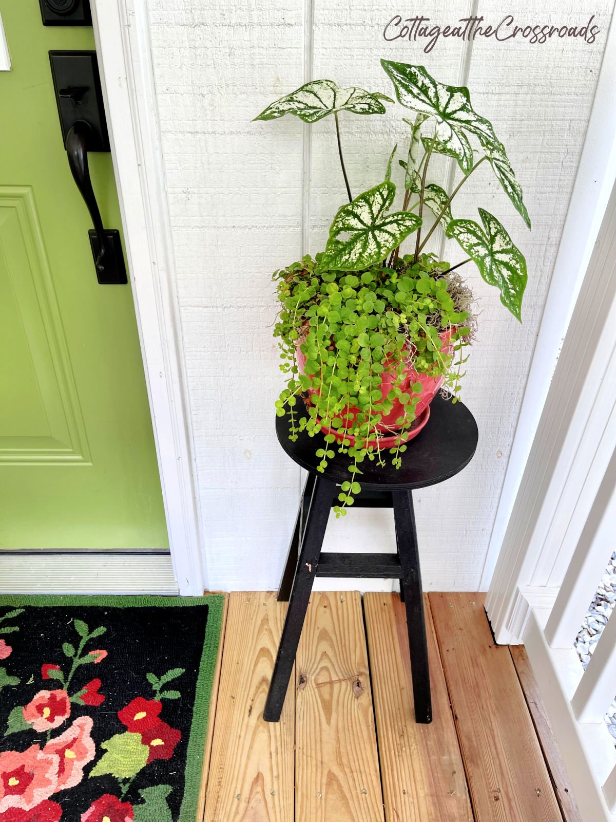 White caladiums and creeping jenny in a planter on a stool