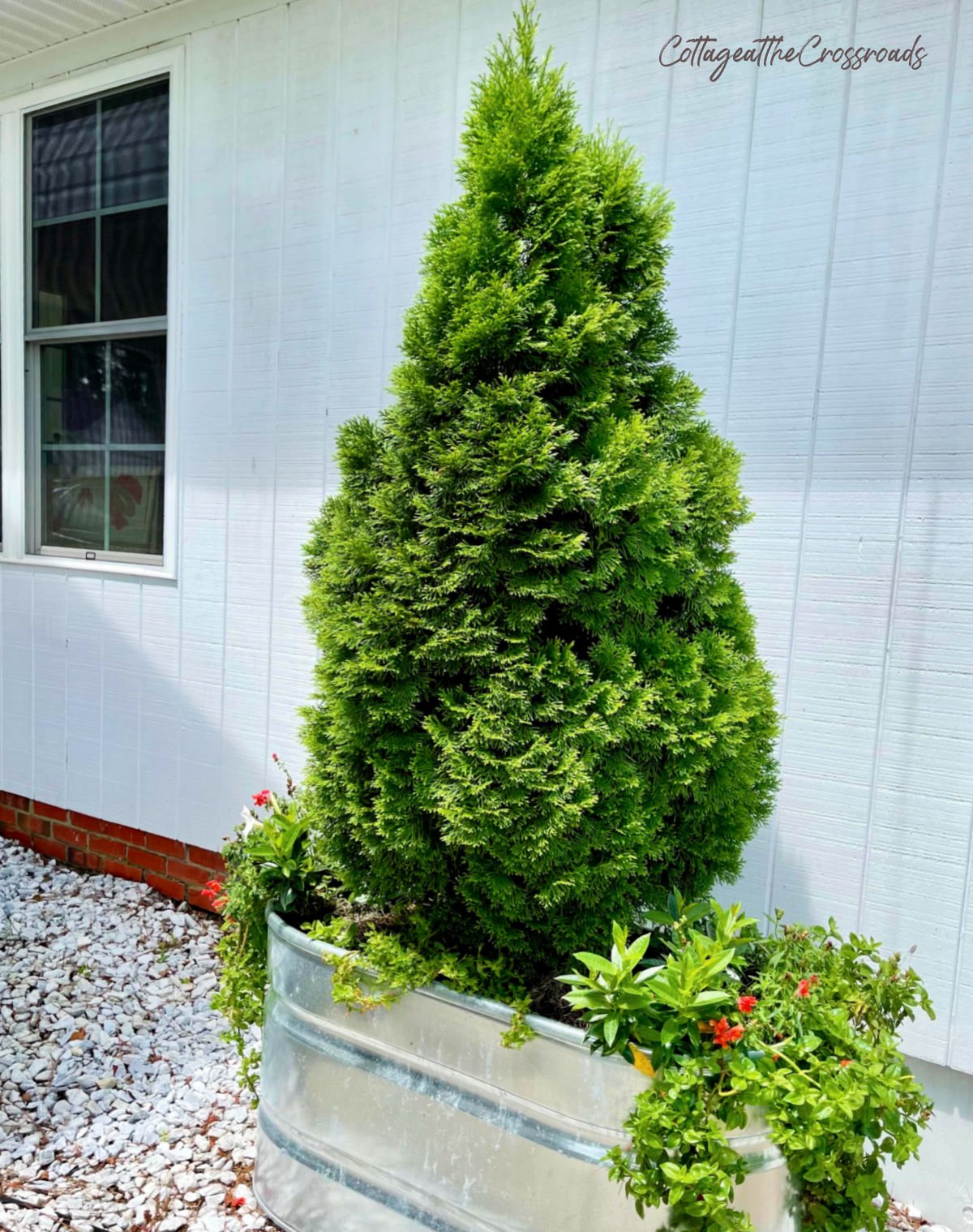 Cedar tree and flowers in a metal trough