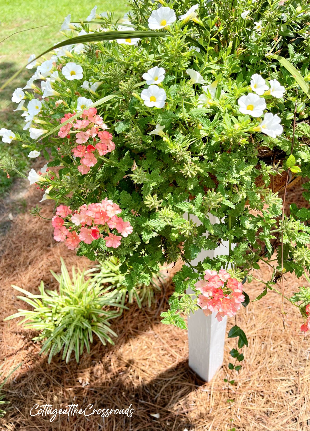 Coral verbena and other white flowers in a basket