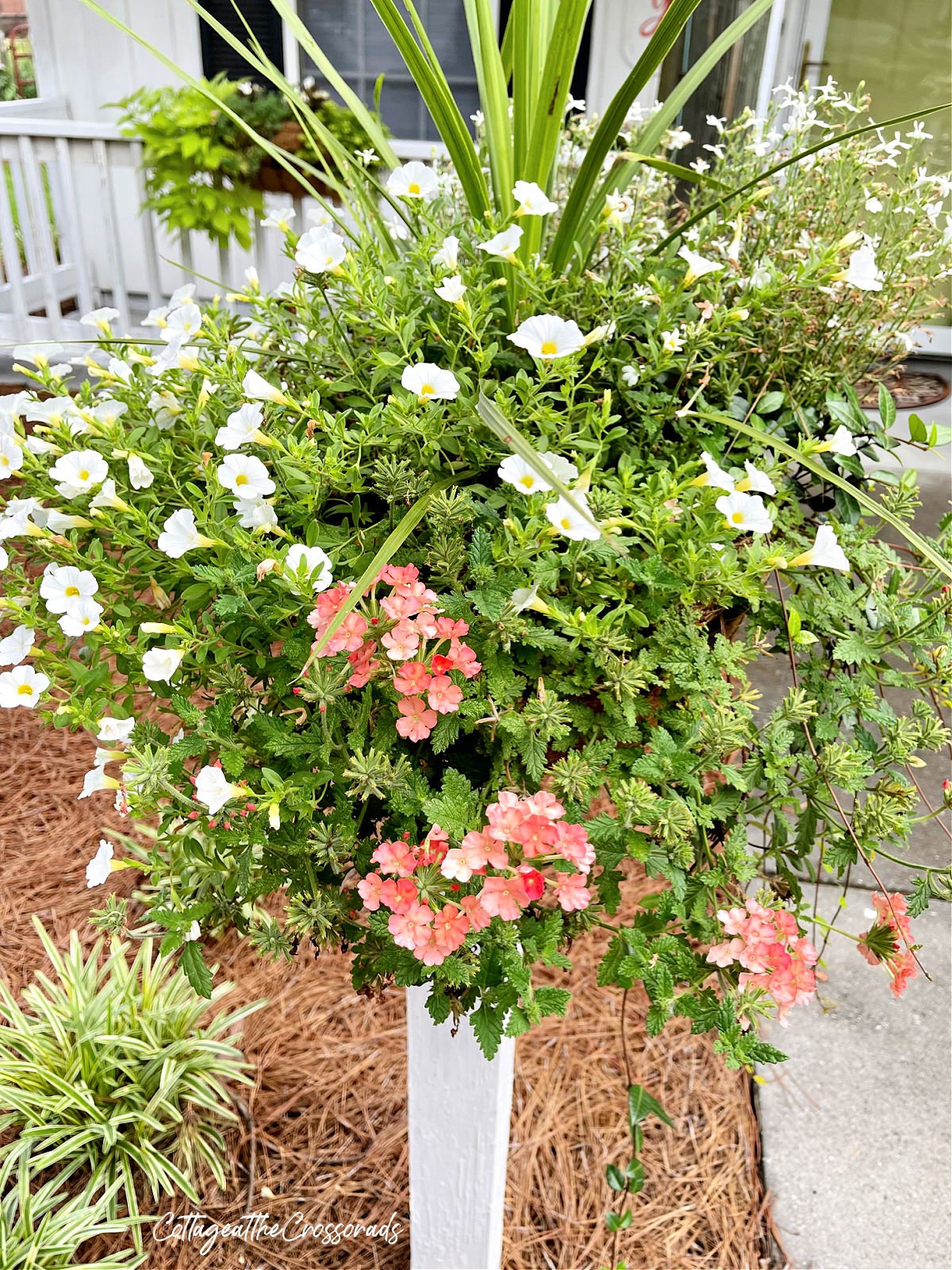 Coral verbena and white million bells planted in a basket on a wooden post