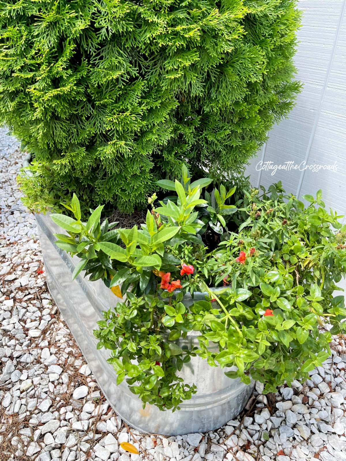 Snapdragons and other plants in a metal watering trough