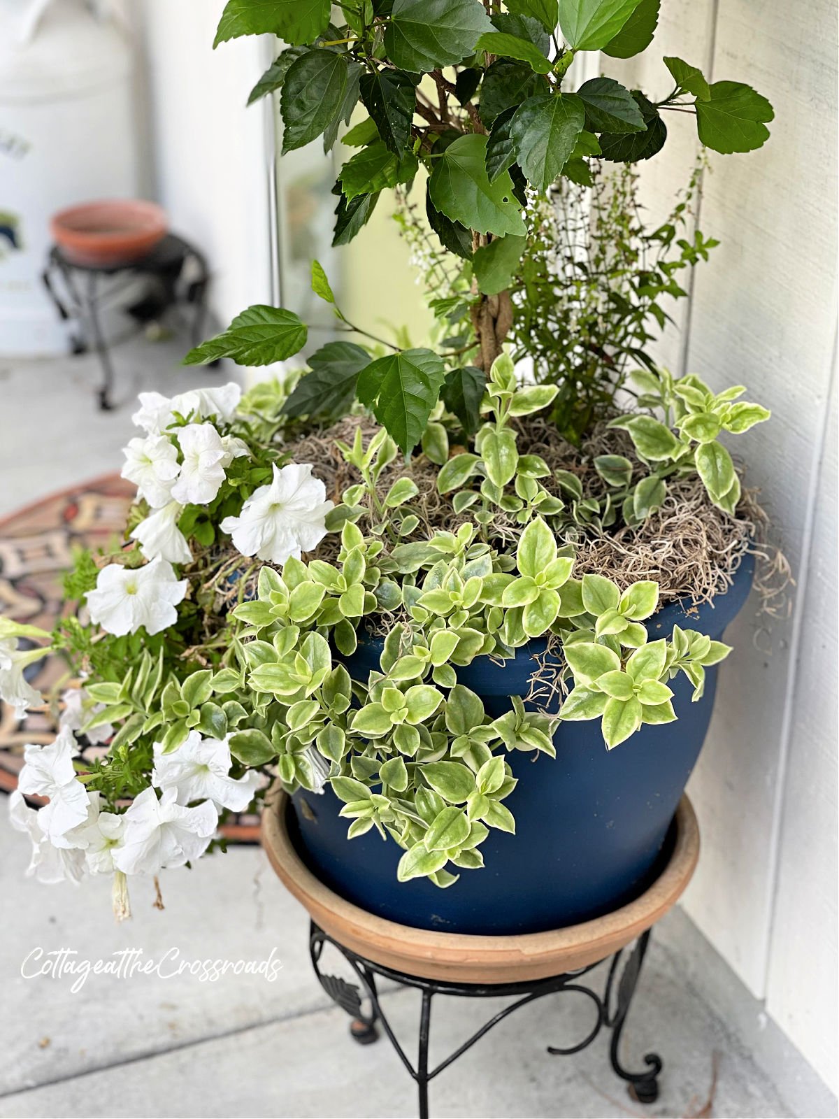 Mezoo trailing red planted in a navy pot