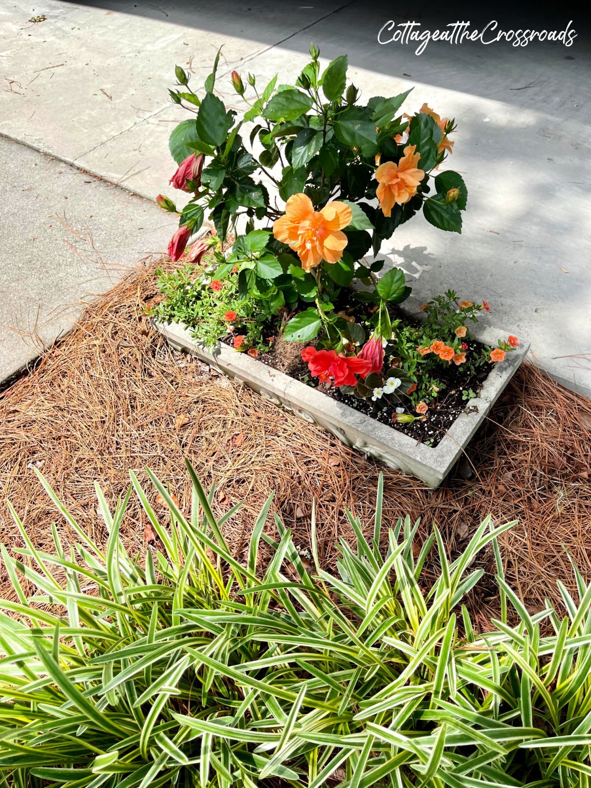 Peach and coral hibiscus in a planter