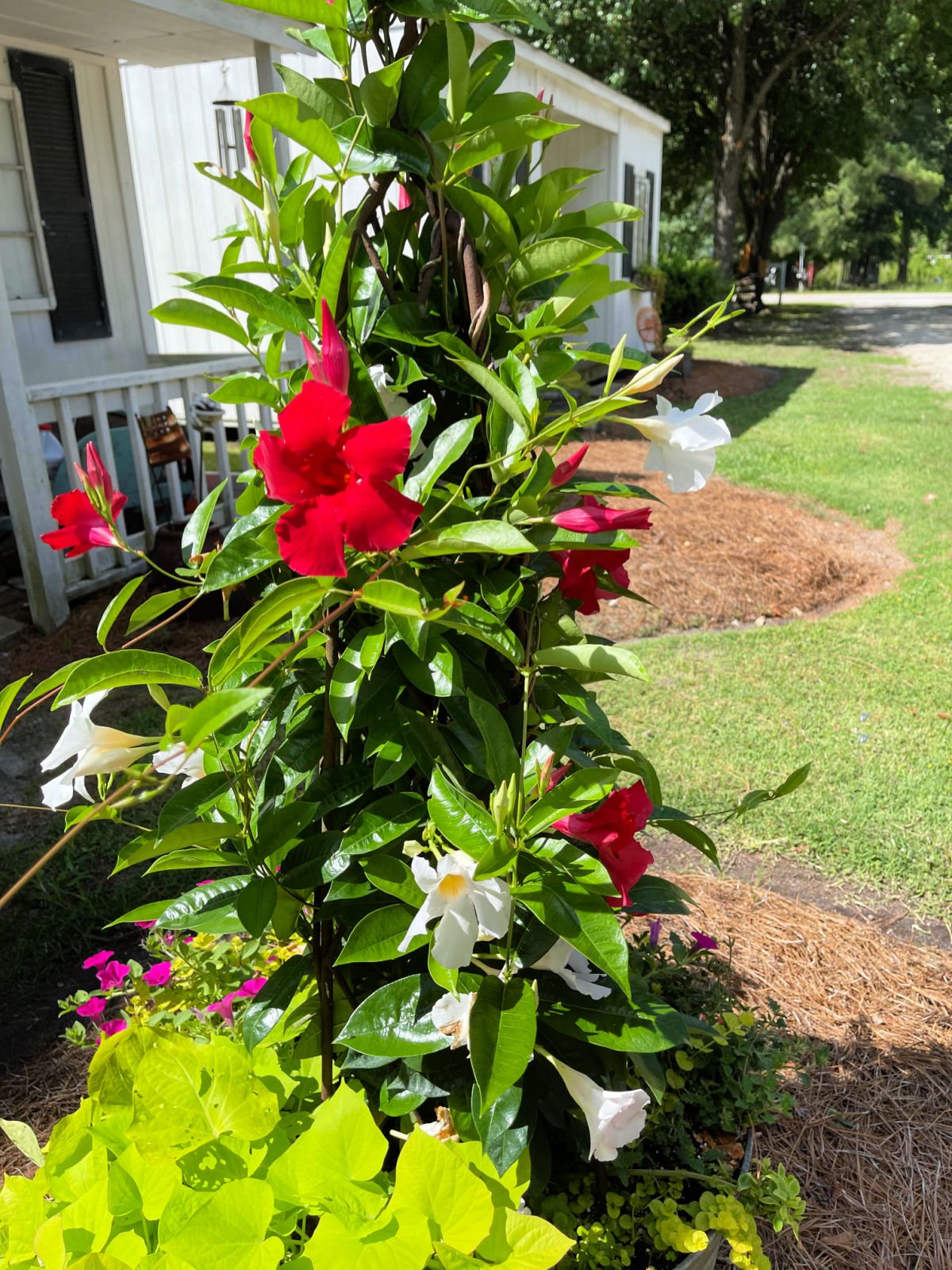 Red and white mandevilla in a galvanized tub