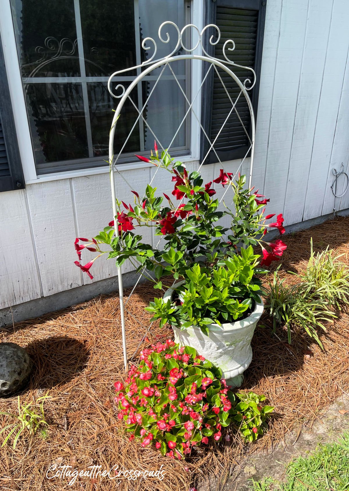 Red and white dipladenia