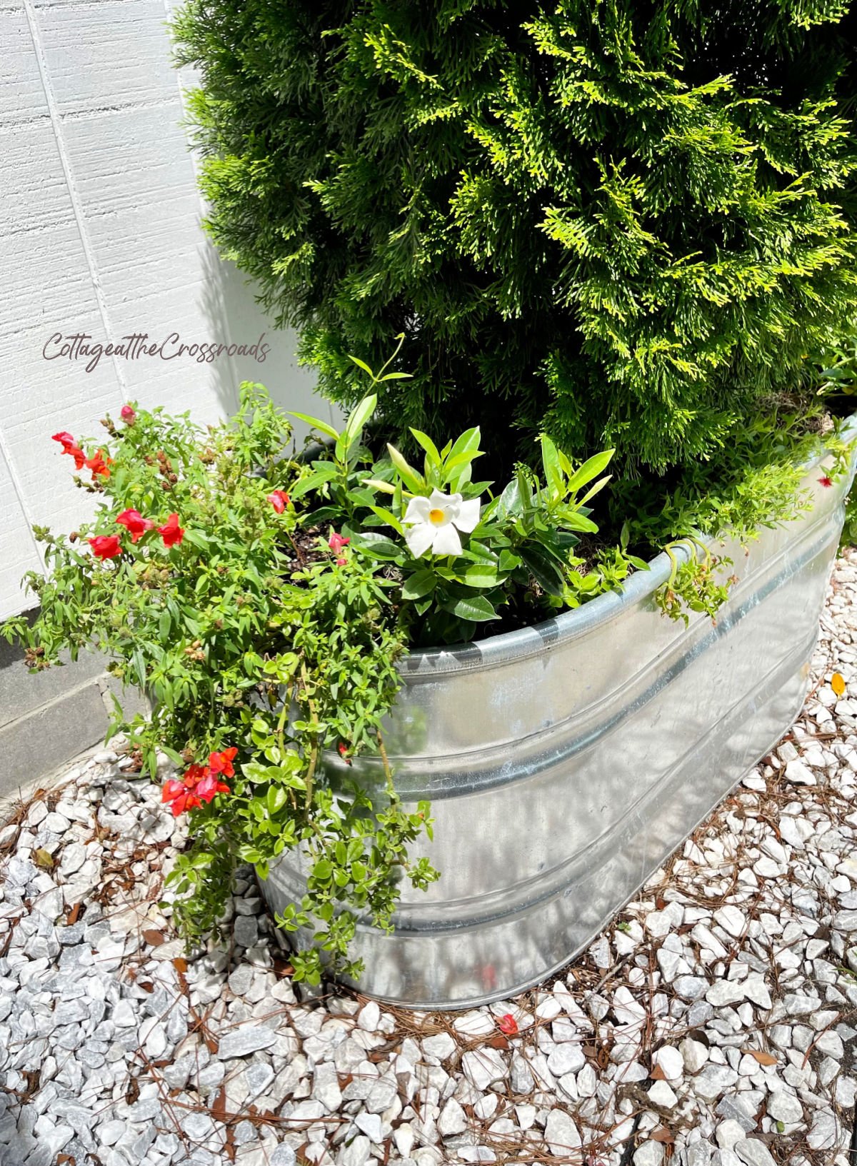 Snapdragons and mezoo trailing red in a metal watering trough