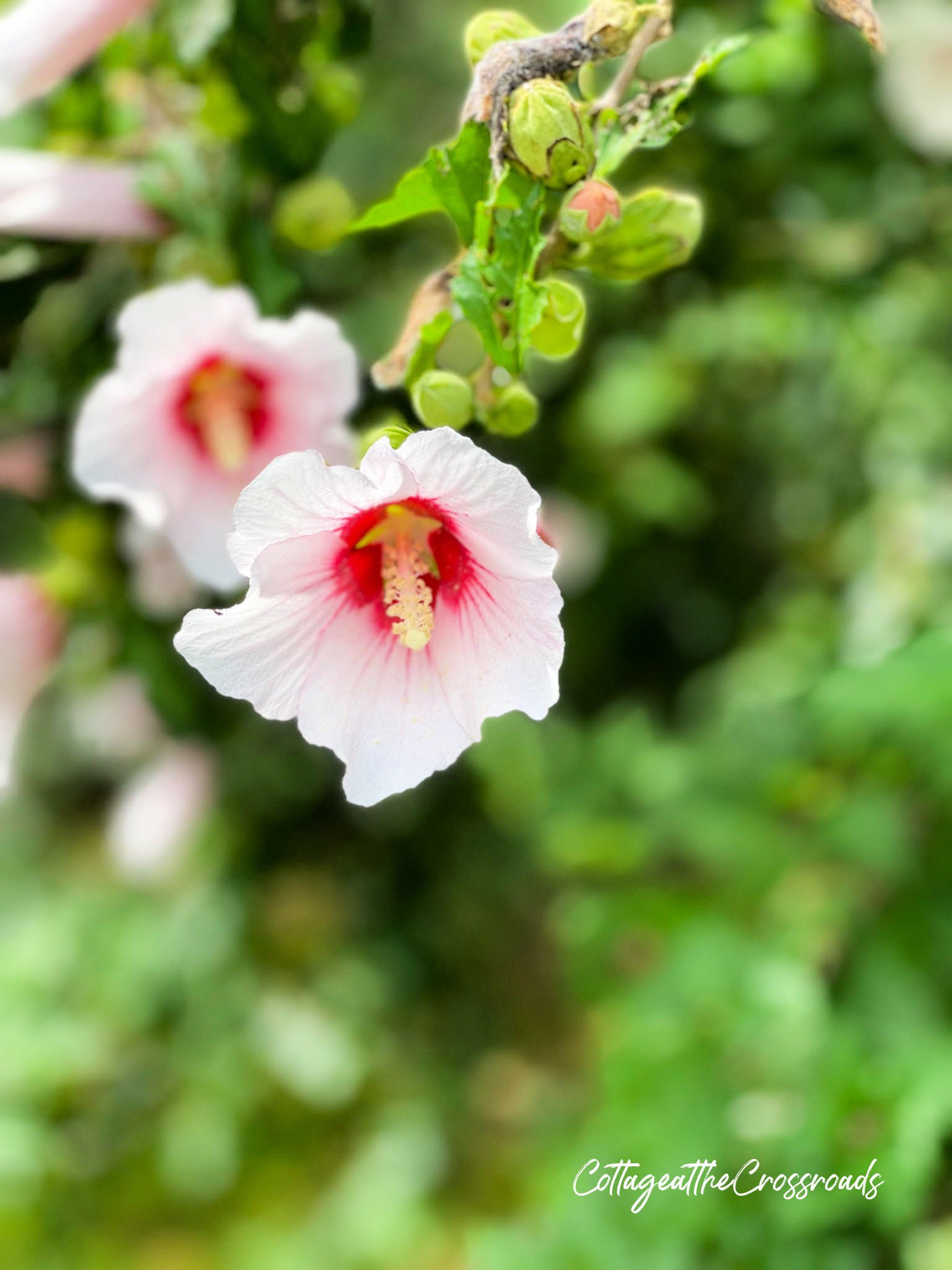 Rose of sharon blossom