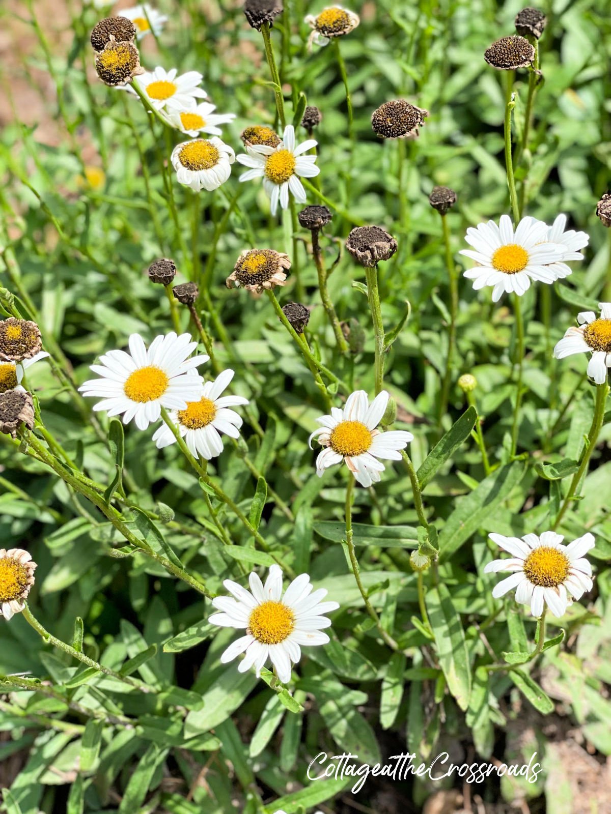 Shasta daisy blooms