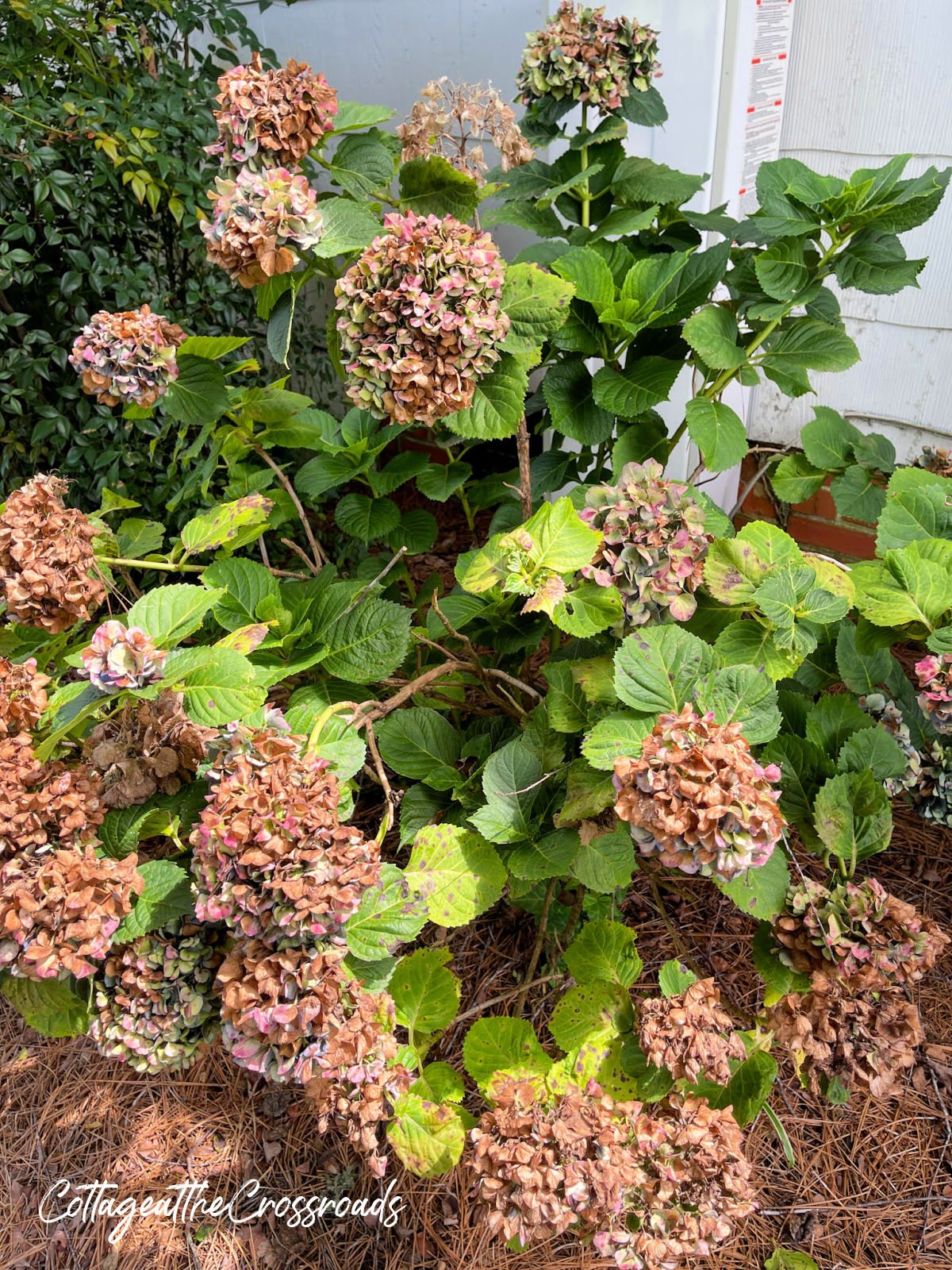 Hydrangea blooms drying on a bush