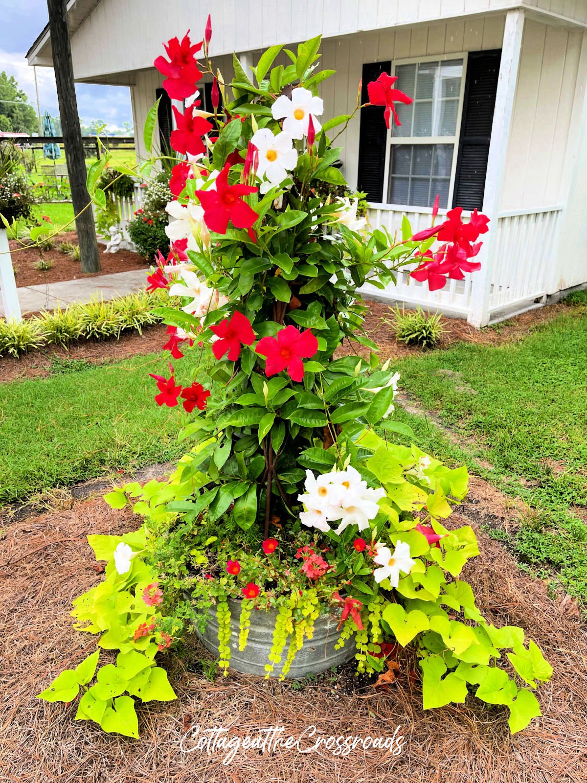 Red and white mandevilla in a galvanized tub