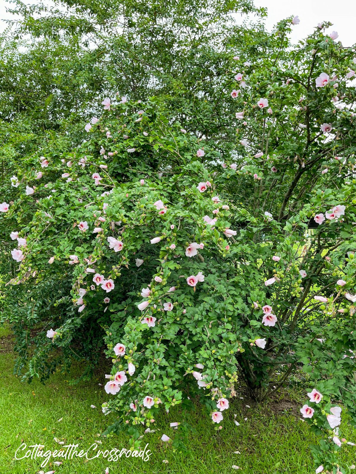 Large rose of sharon bush loaded with pink blooms