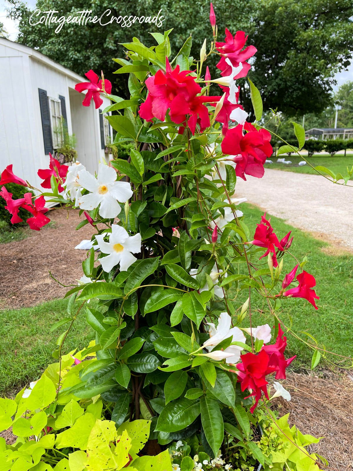 White and red mandevilla growing on a trellis