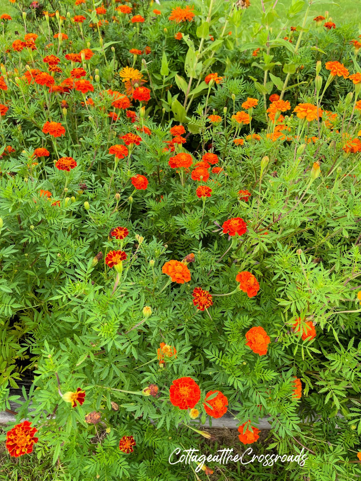 Orange marigolds in the vegetable garden