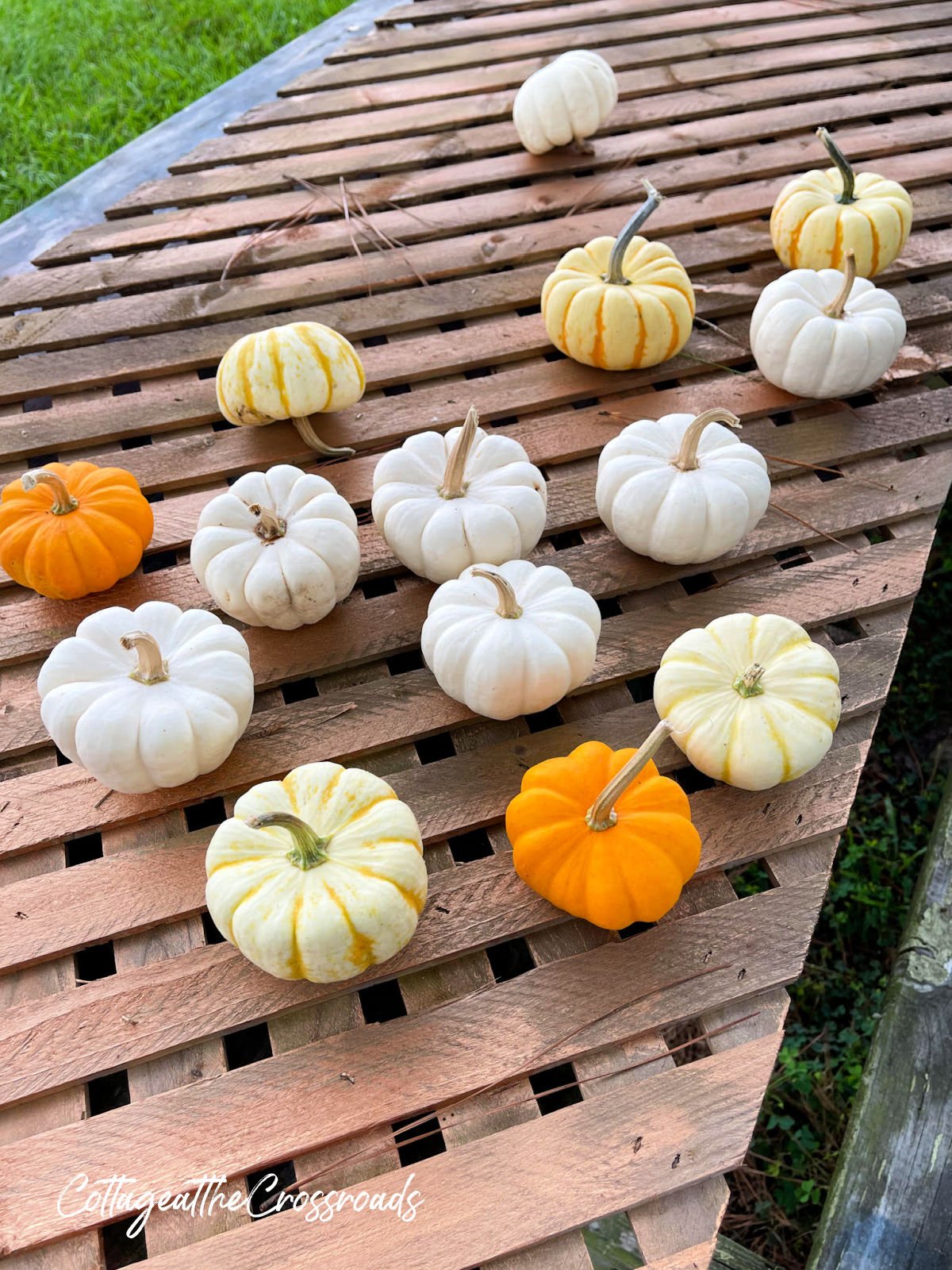 Mini boo gourds on a picnic table