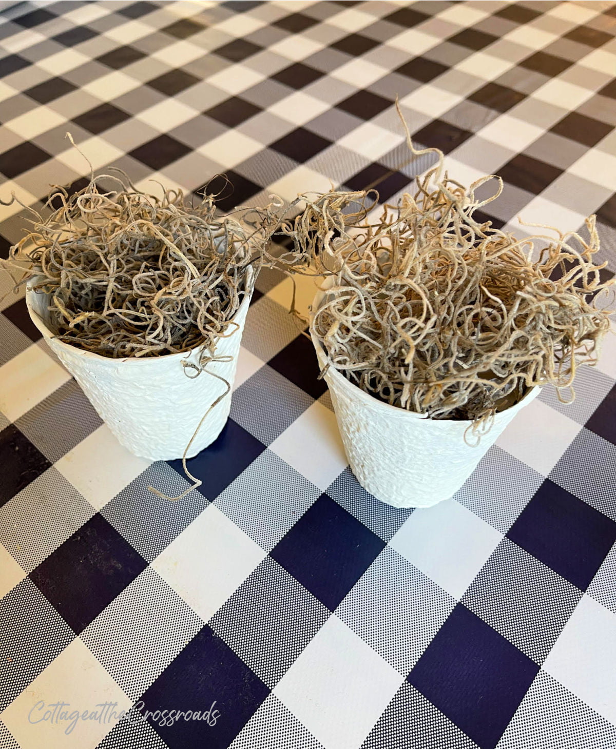 Spanish moss inside 2 peat pots