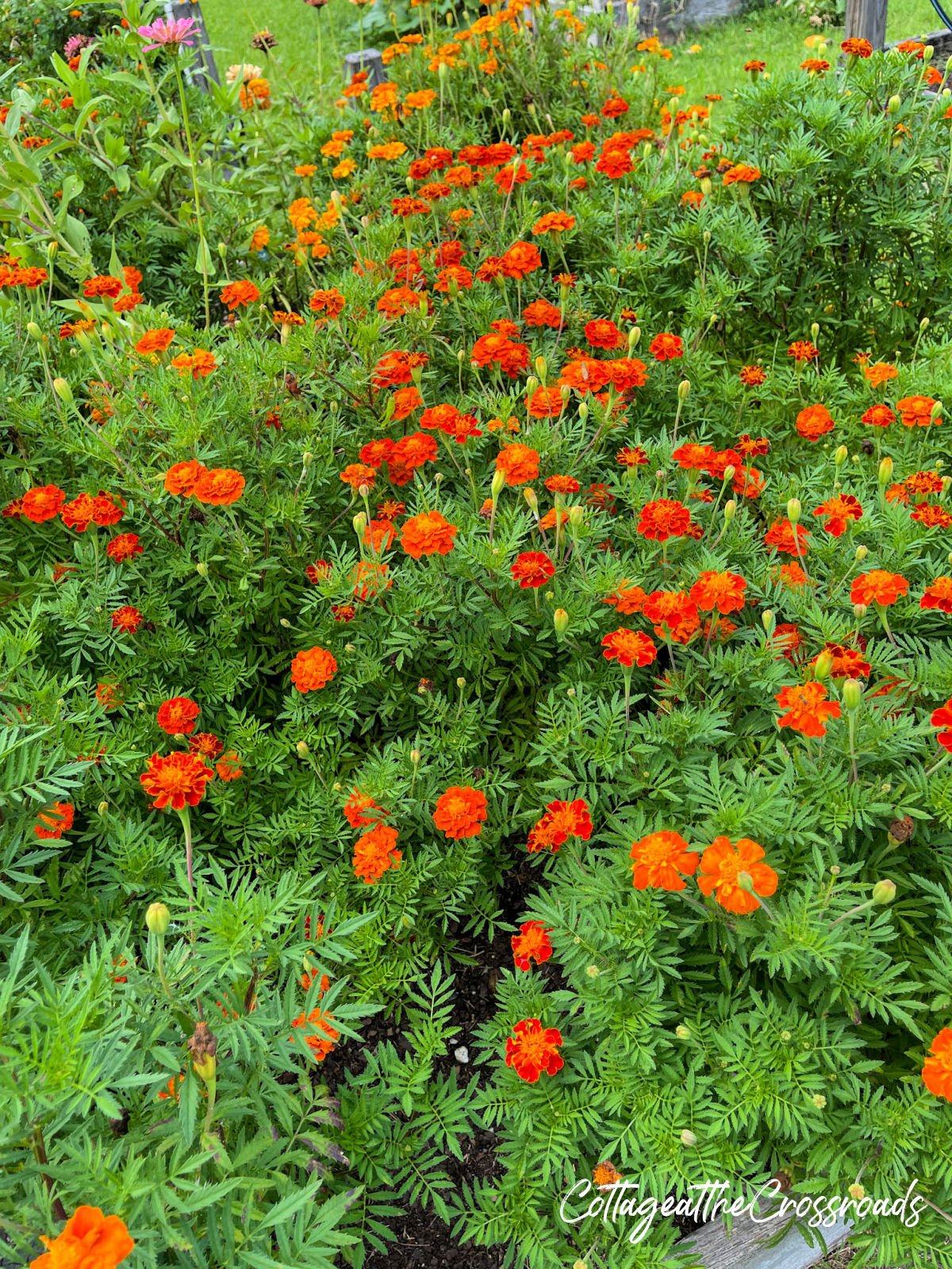 Orange marigolds growing in a raised bed