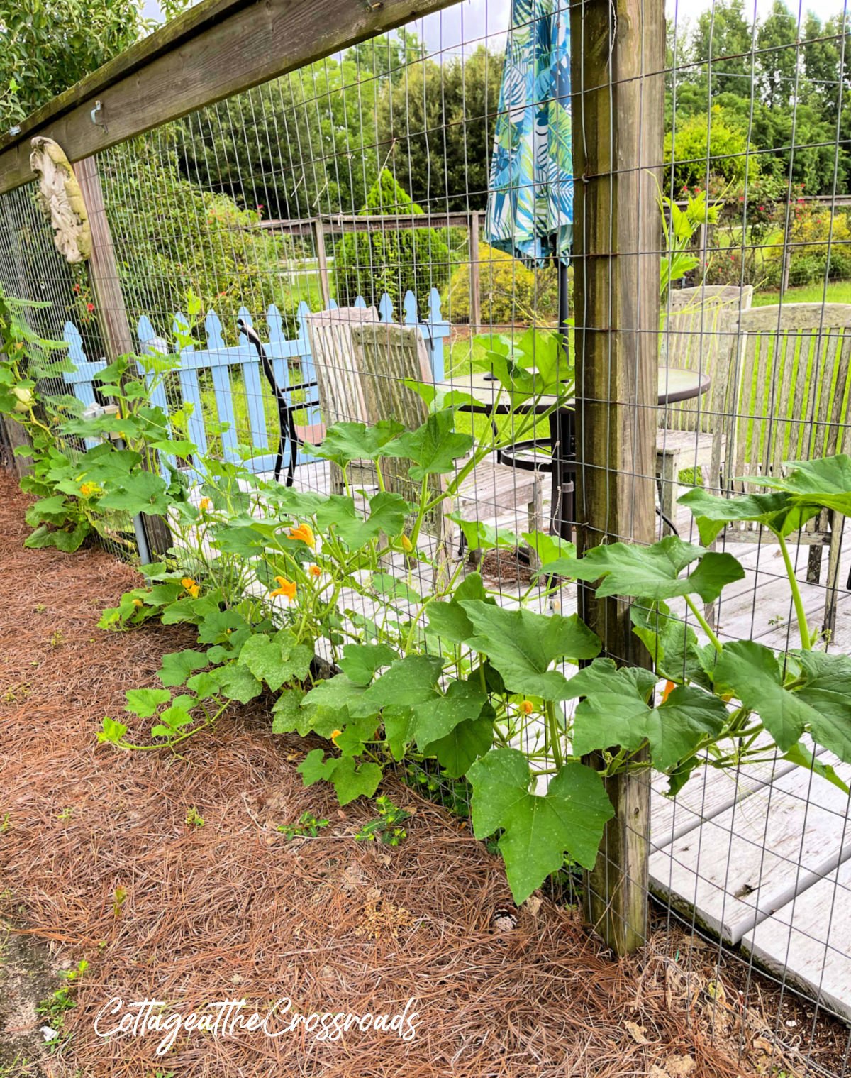 White pumpkins growing on a garden fence