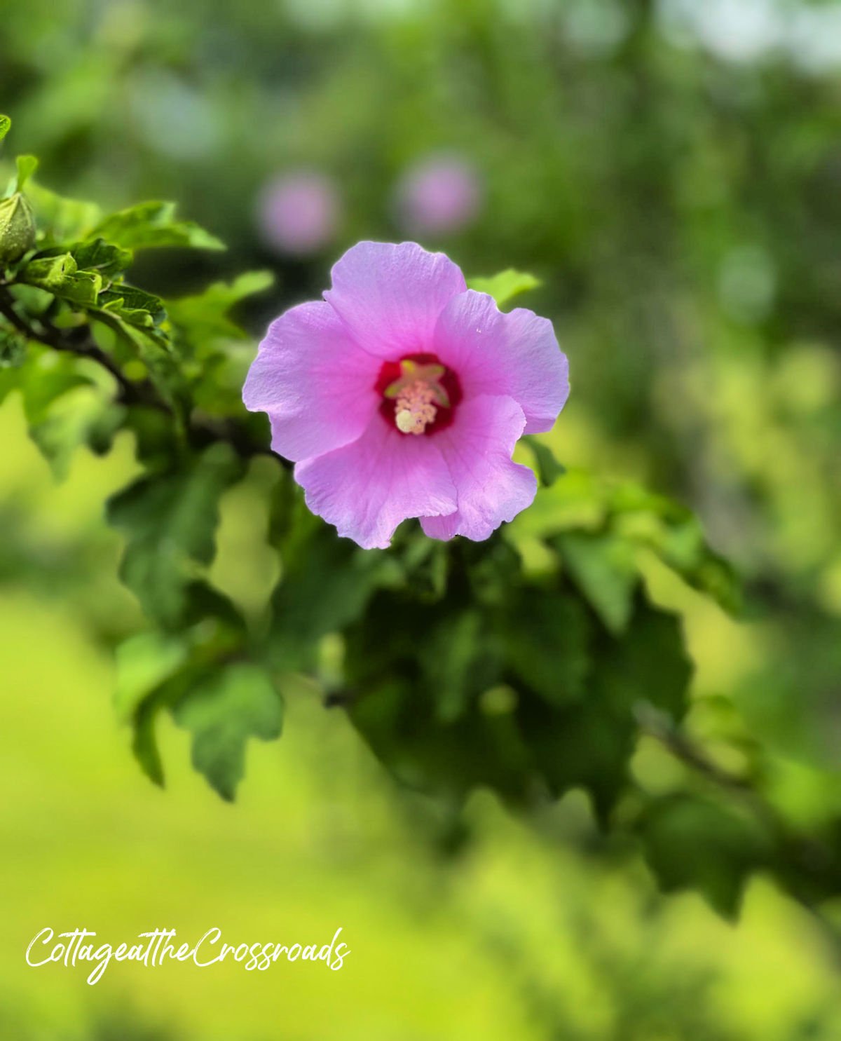 Purple rose of sharon bloom