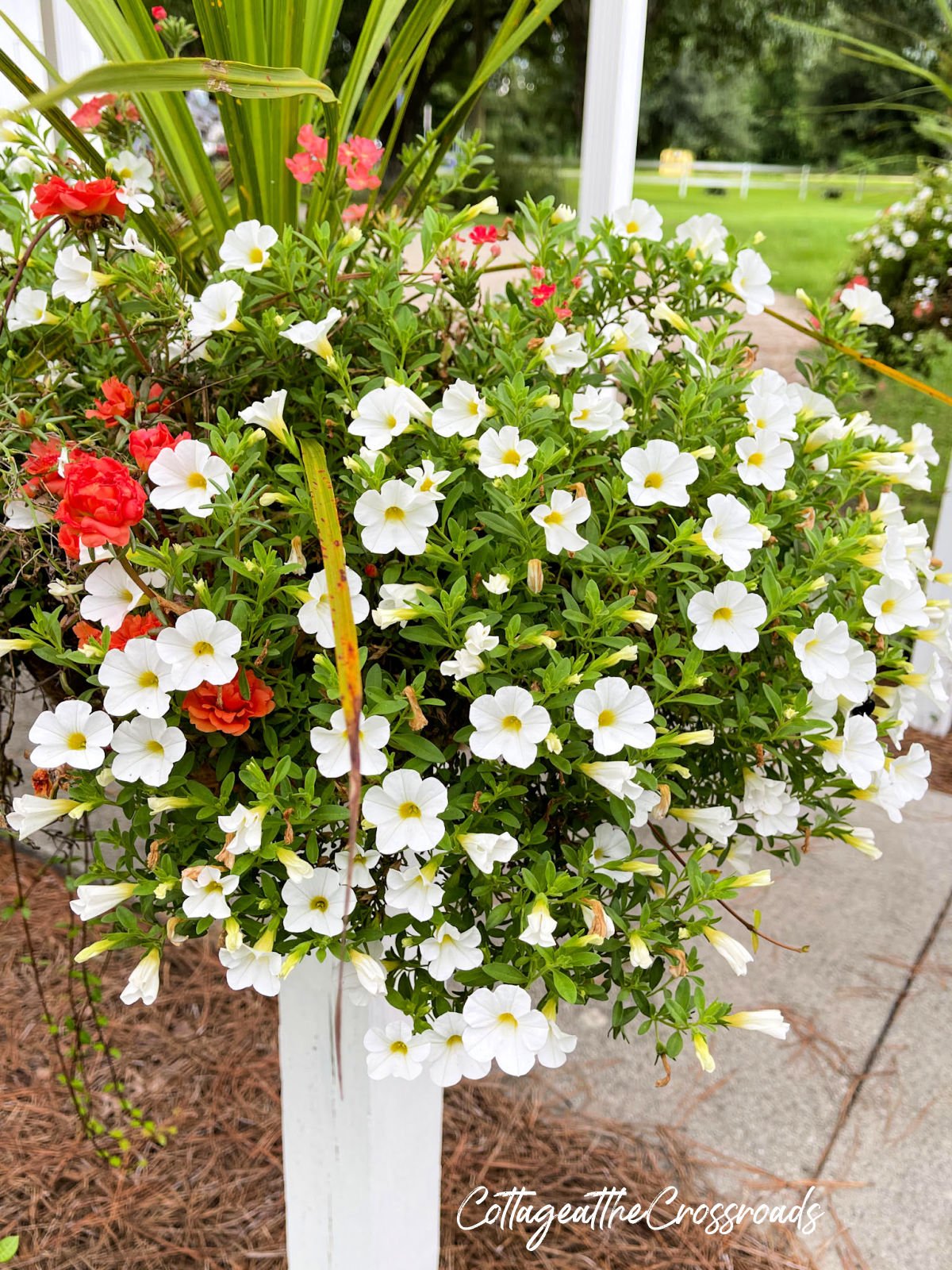 White million bells in a container