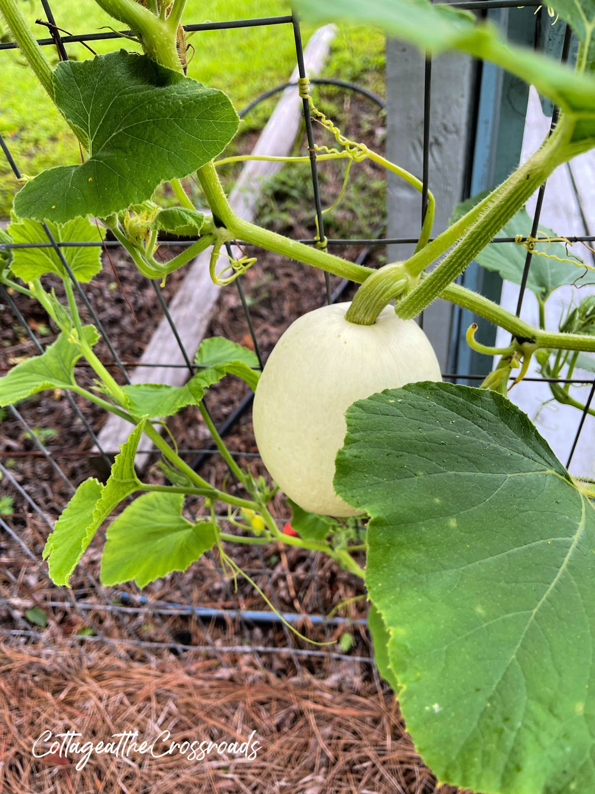 White pumpkin growing on a garden fence