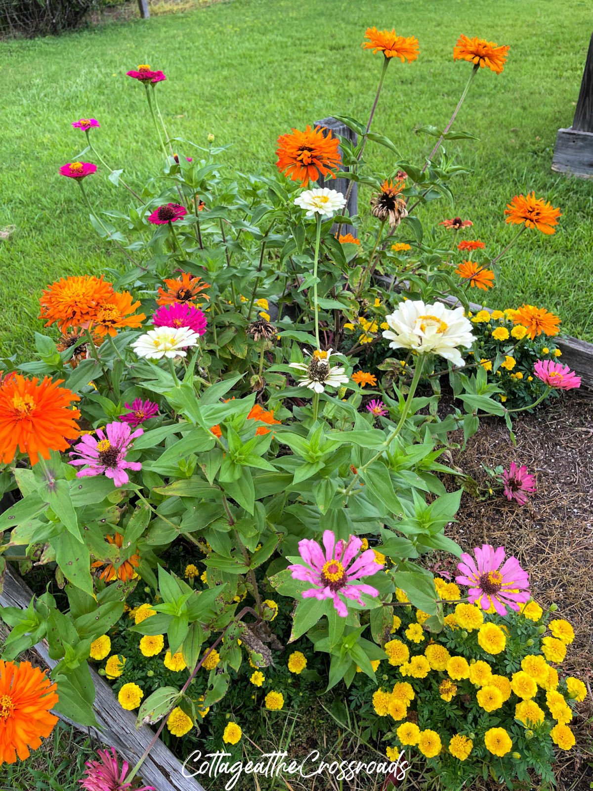 Zinnias and marigolds in the vegetable garden