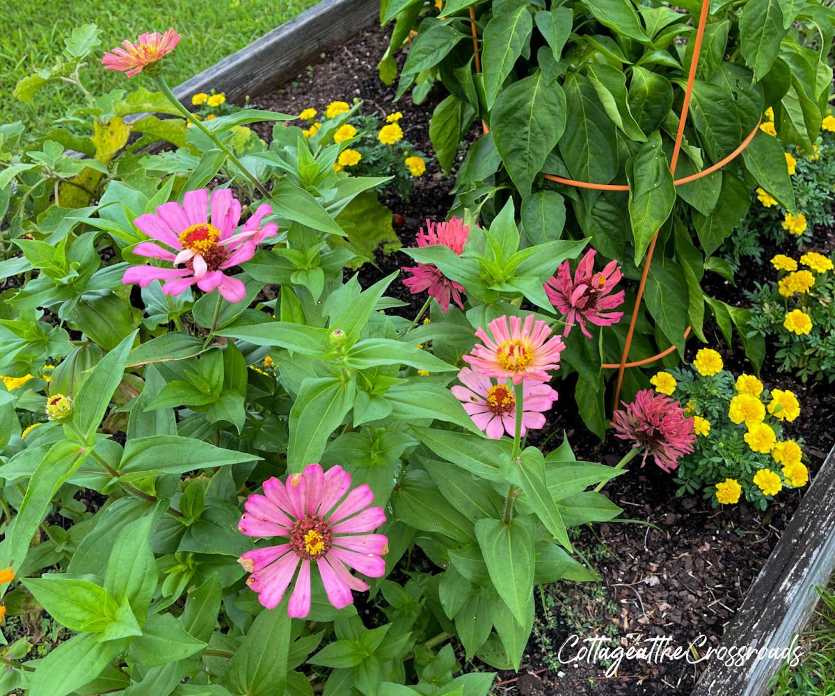 Zinnias, marigolds, and peppers in a raised bed