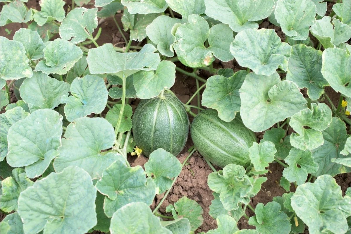 Best Cucumber Companion Plants Reviewed 7 Birds of a feather