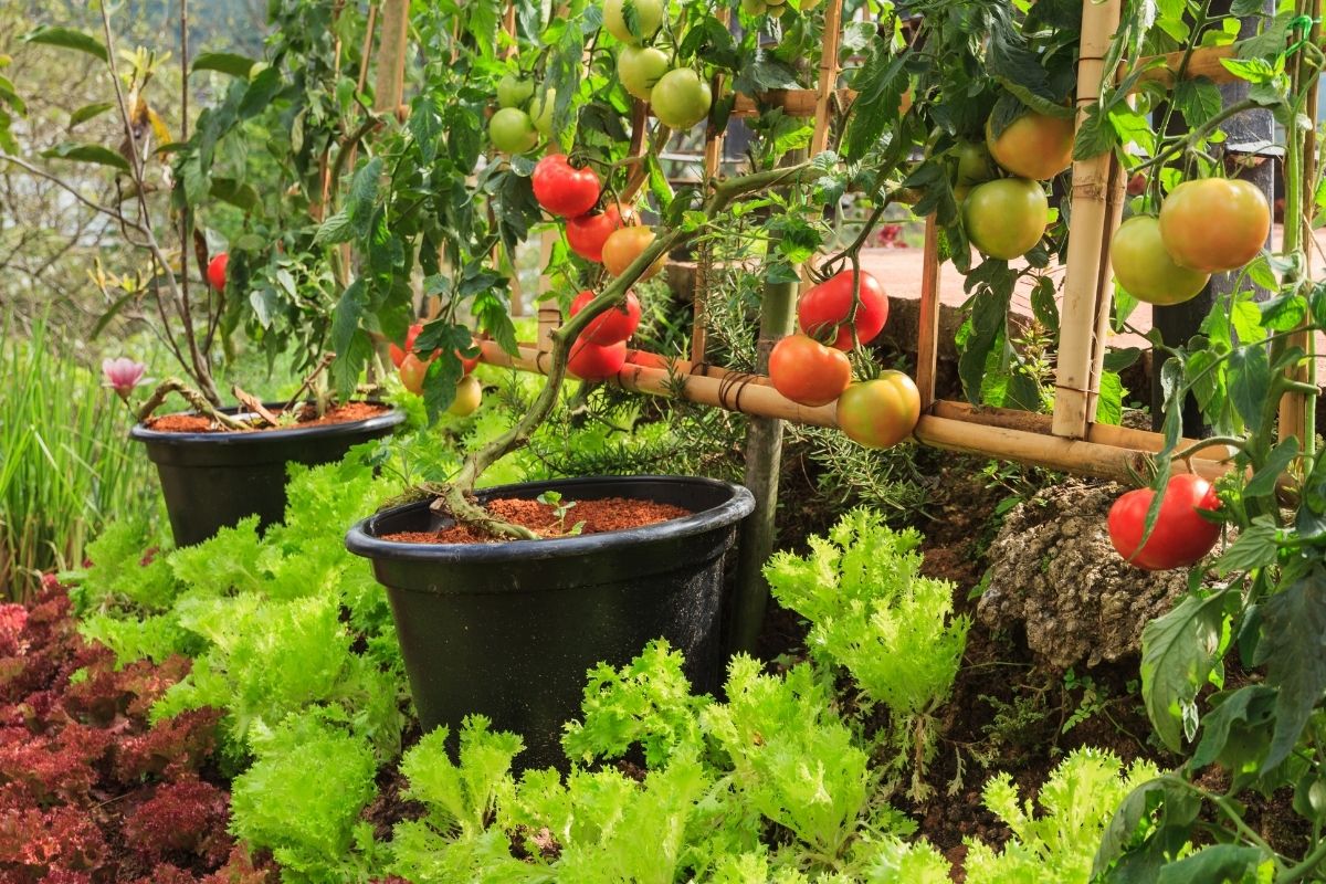 Growing tomatoes from seed to garden
