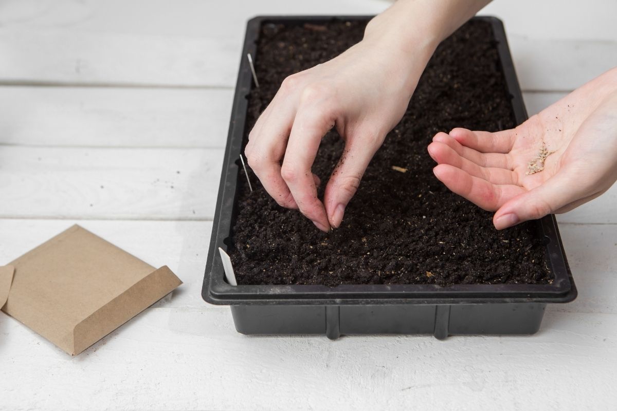 How to make your seeds indoors