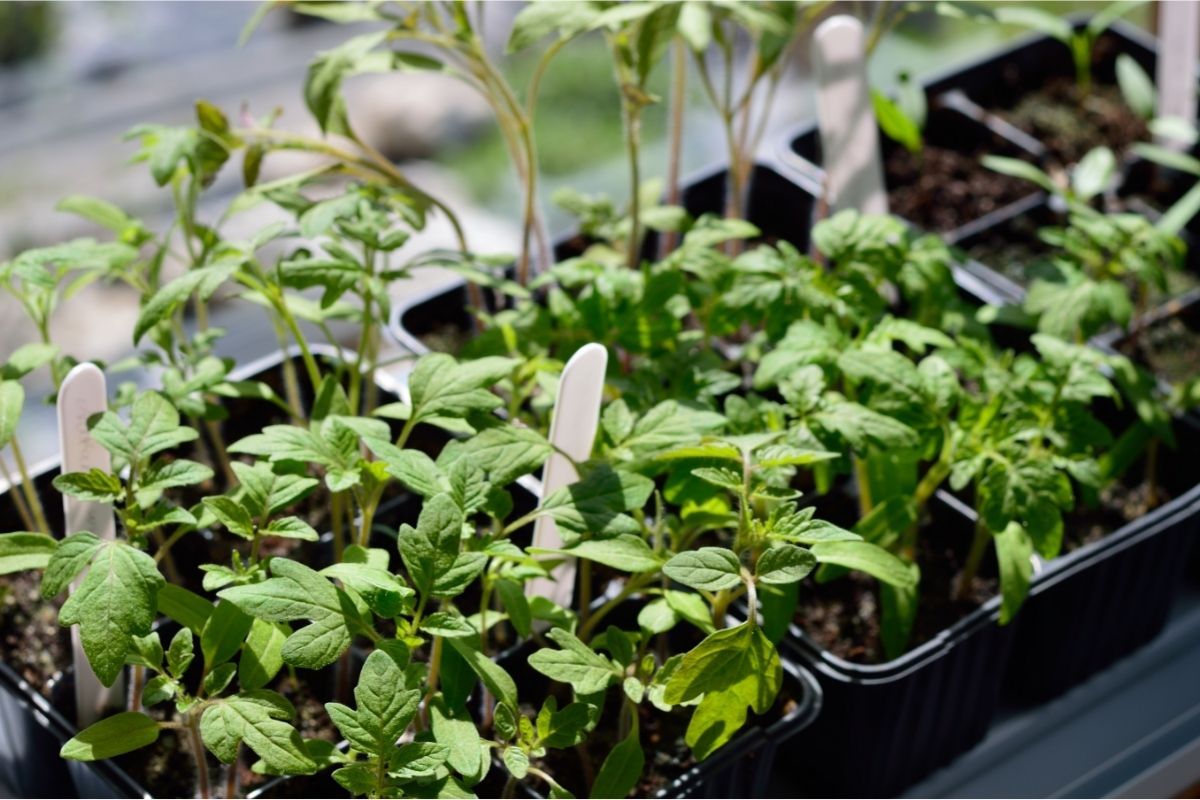 How to use nursery pots