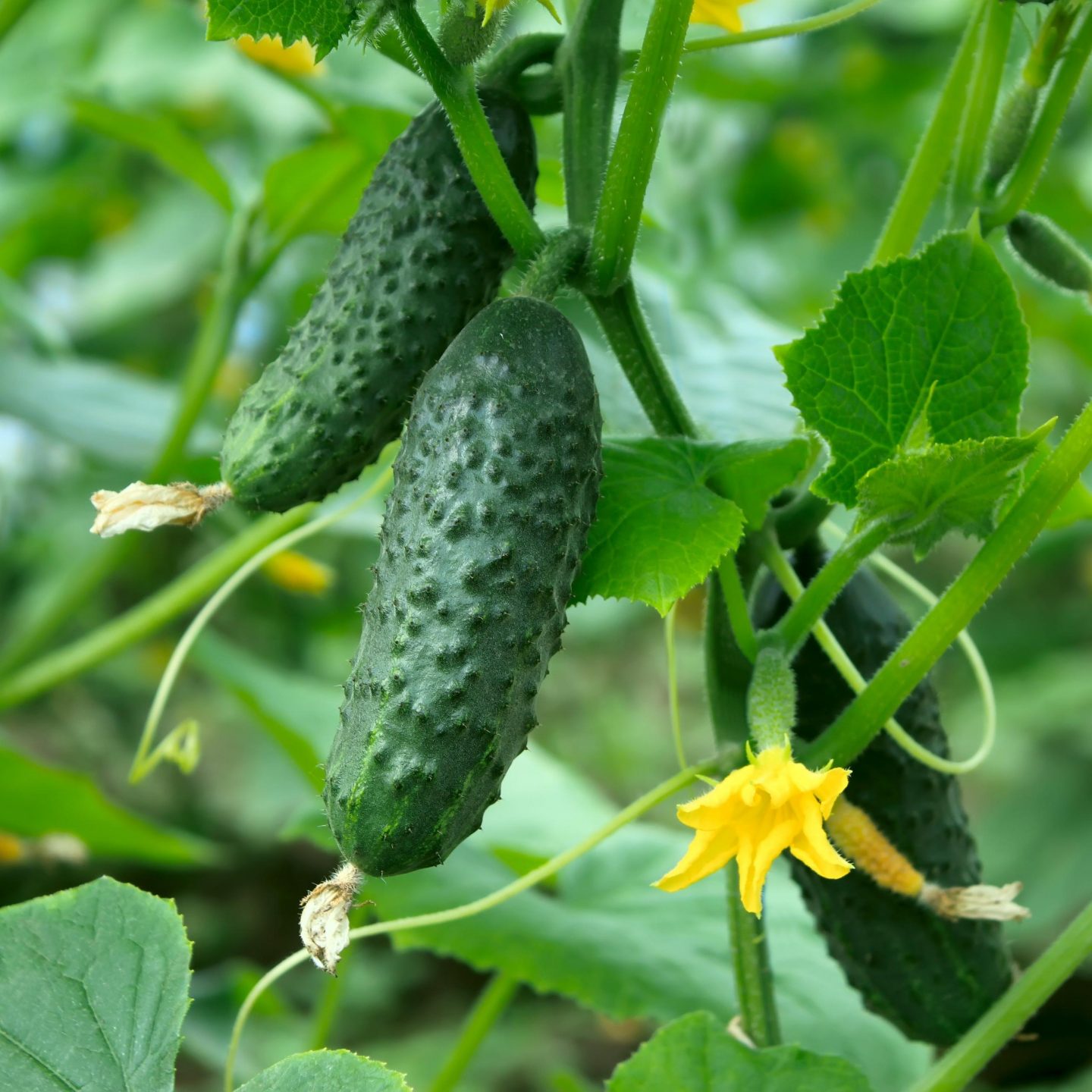 The best cucumber companion plants reviewed