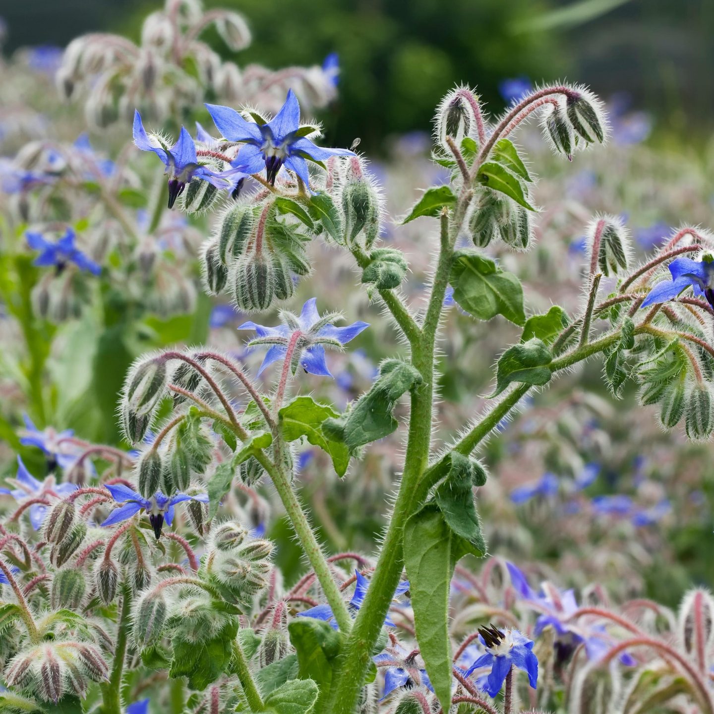 Borage makes a wonderful cucumber companion plant