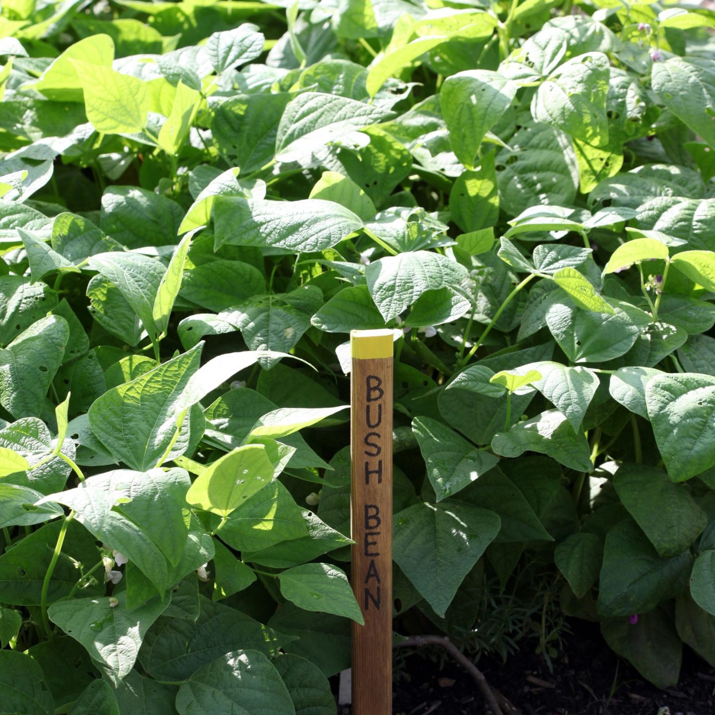 Bush beans are the perfect cucumber companion plant