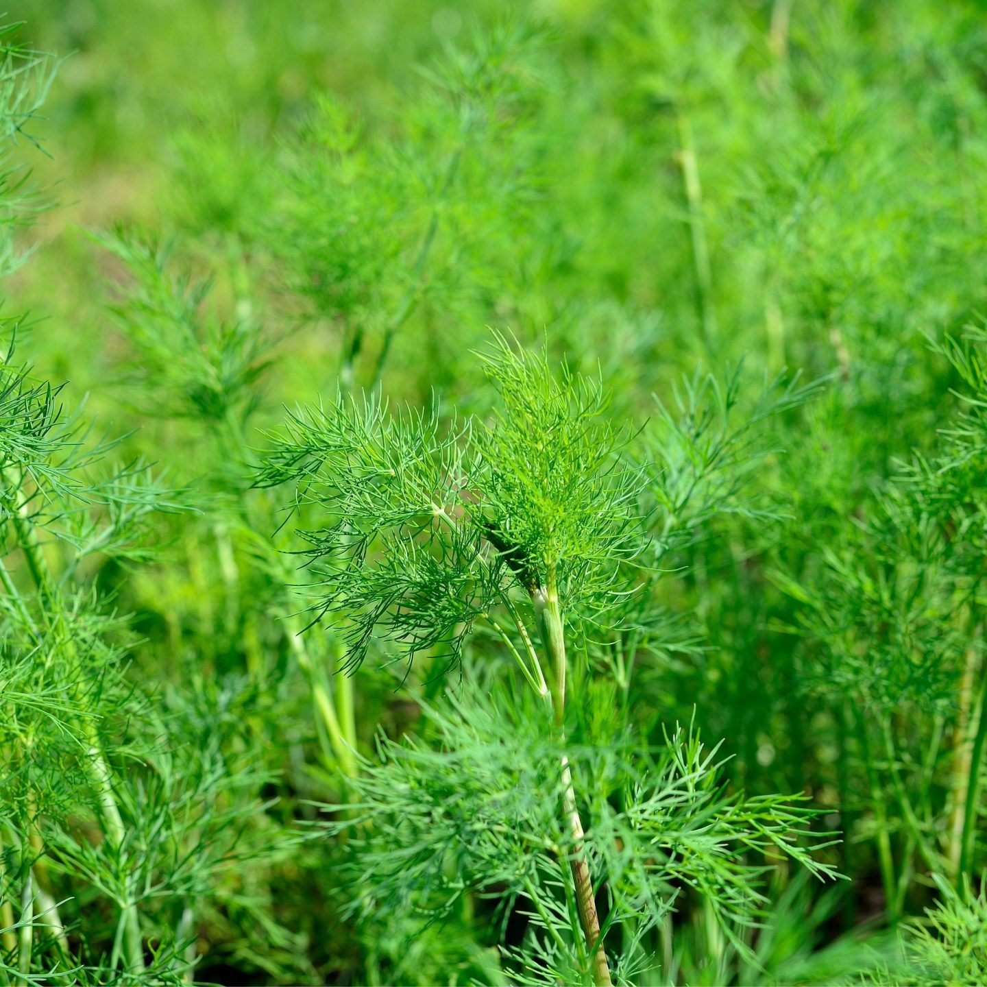 A little forest of dill mixed in with cucumbers is perfect.