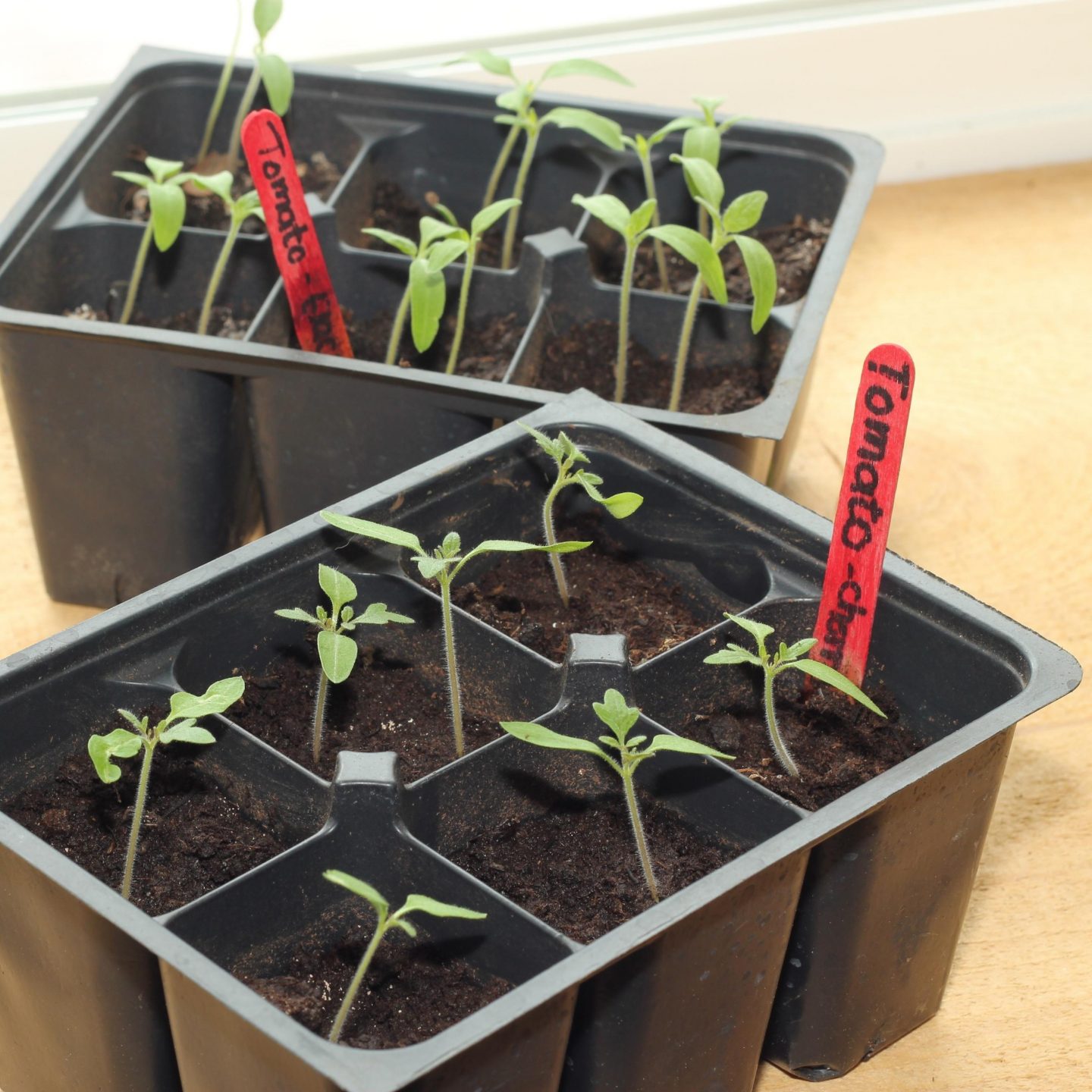 Tomato seedlings grown from seed in black plastic seed trays with 6 cells
