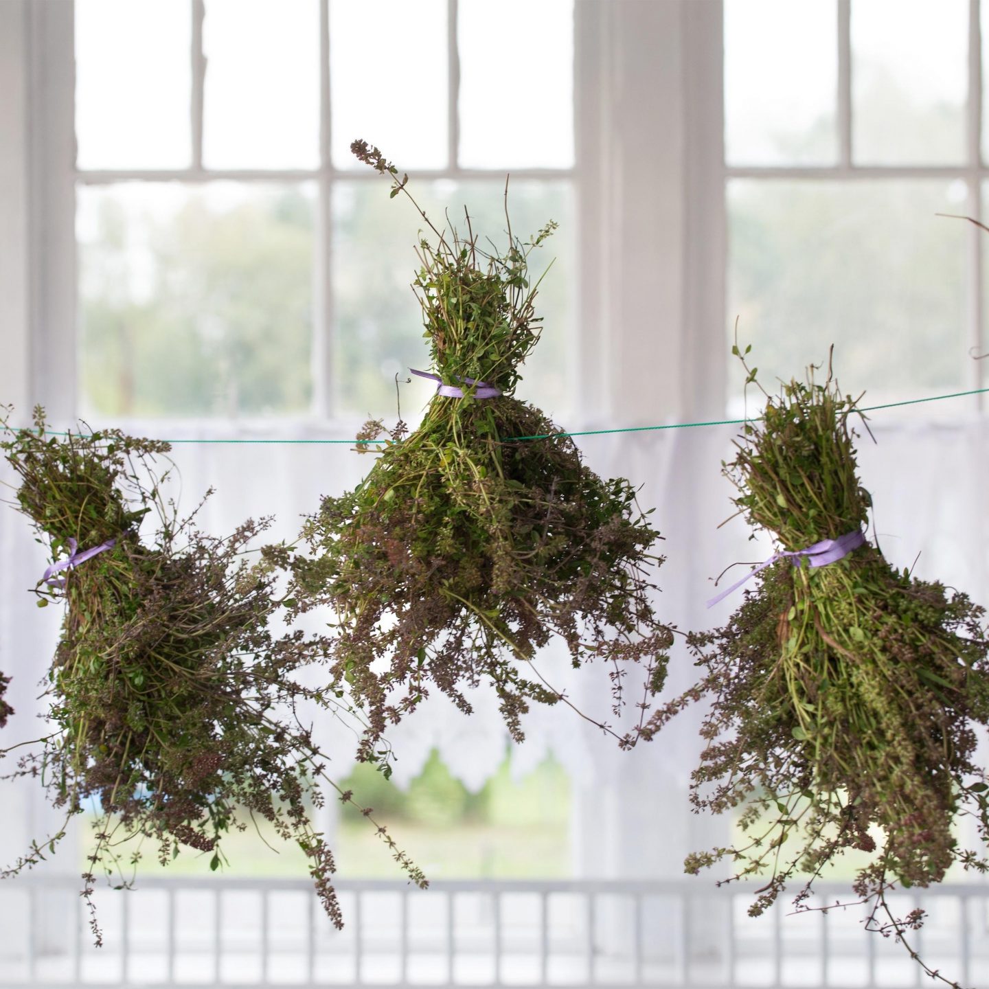 How to dry and store fresh garden herbs: rosemary, thyme, and more