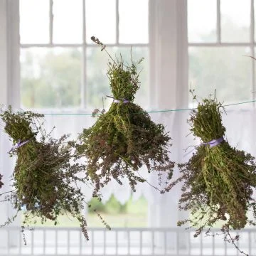 How to dry and store fresh garden herbs