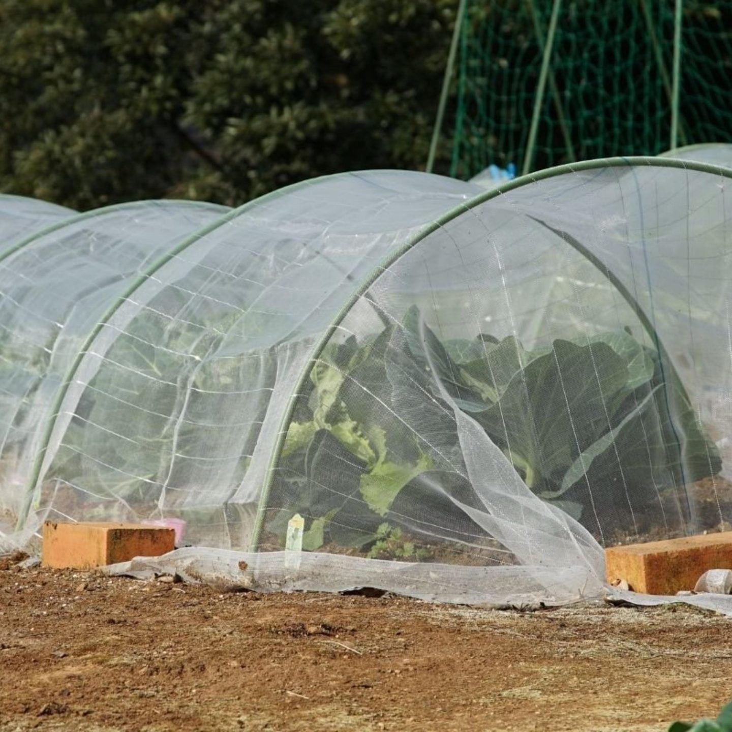 Mesh garden cover, perfect for growing vegetables