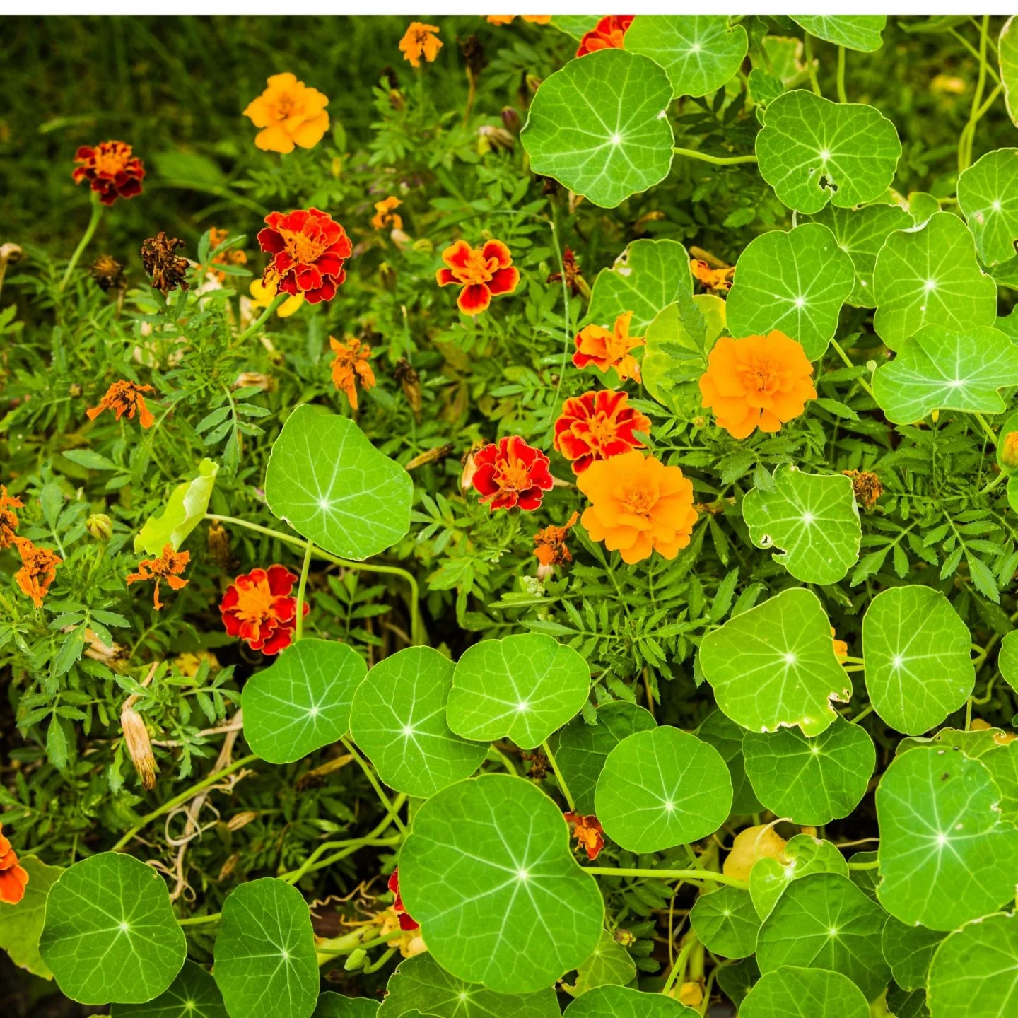 Marigolds and nasturtiums pair perfeclty with cucumbers plants.
