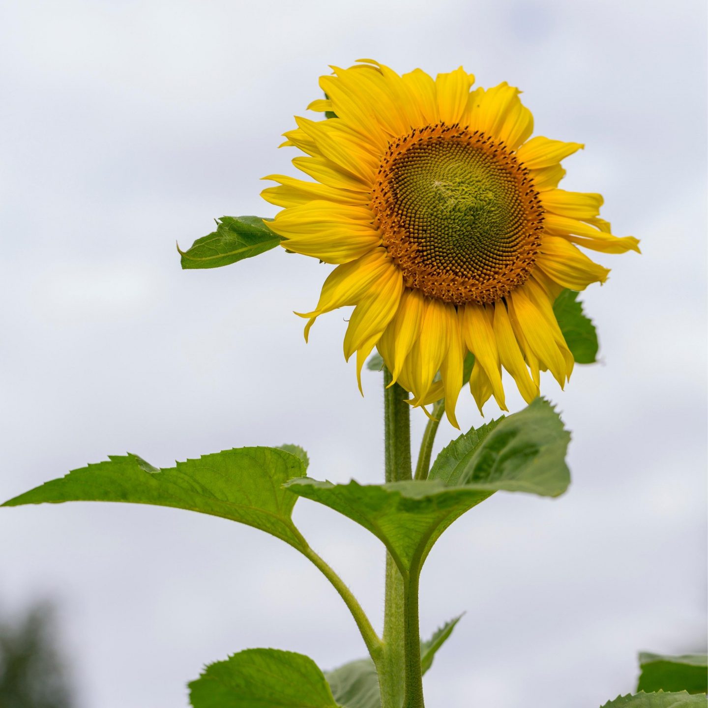 Strong, sturdy, and perfect for cucumbers to grow and span out