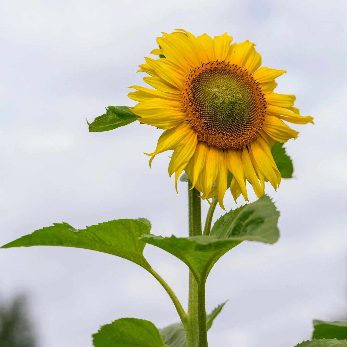 Best Cucumber Companion Plants Reviewed 12 Strong, sturdy, and perfect for cucumbers to grow and span out