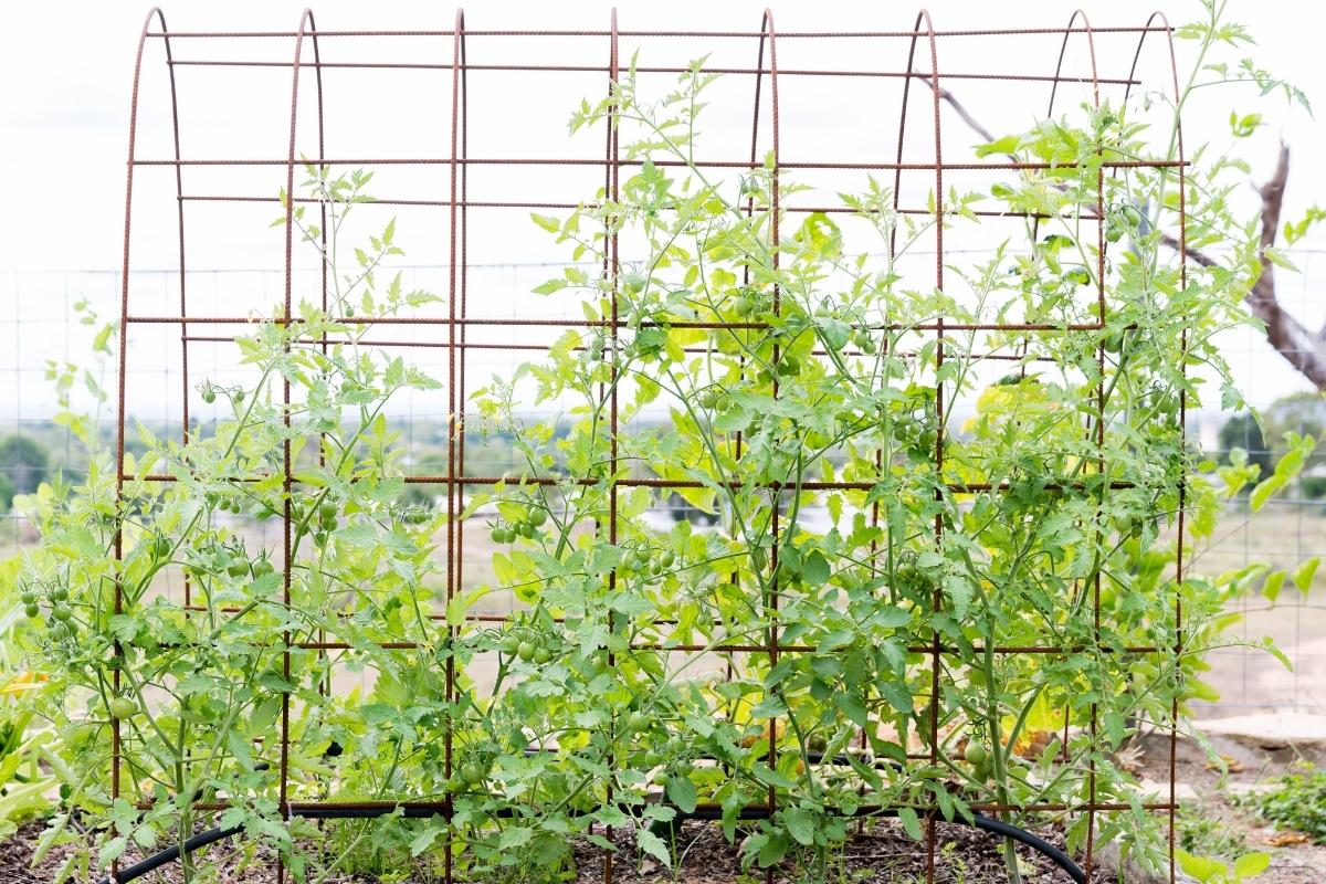 A sturdy tomato trellis made with heavy duty chicken wire