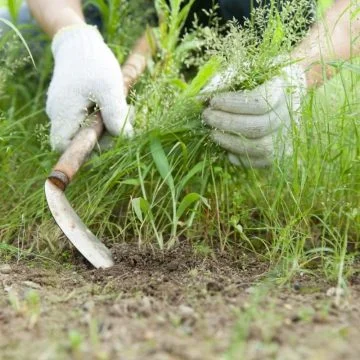 Best way to remove weeds from large area