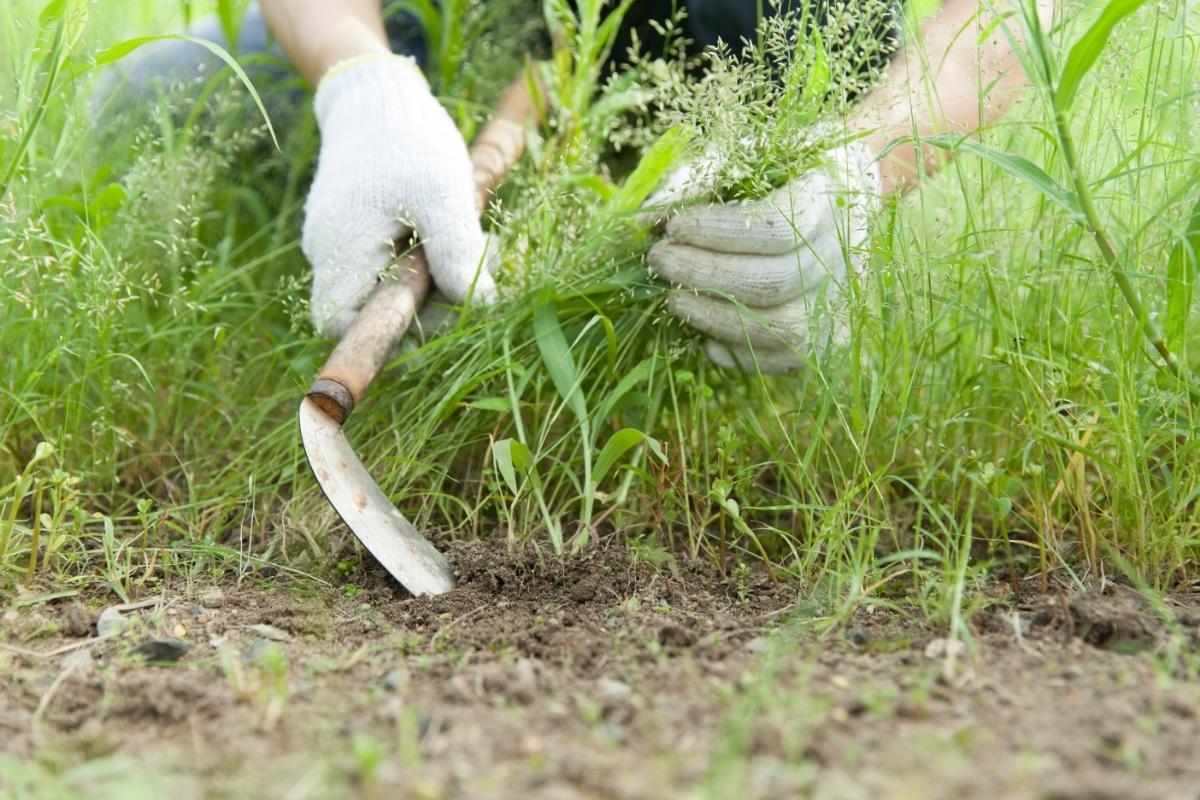 Best way to remove weeds from large area