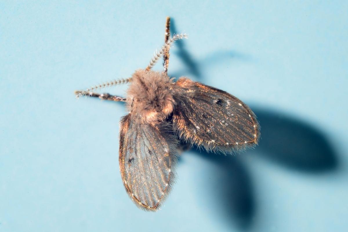 Drain fly