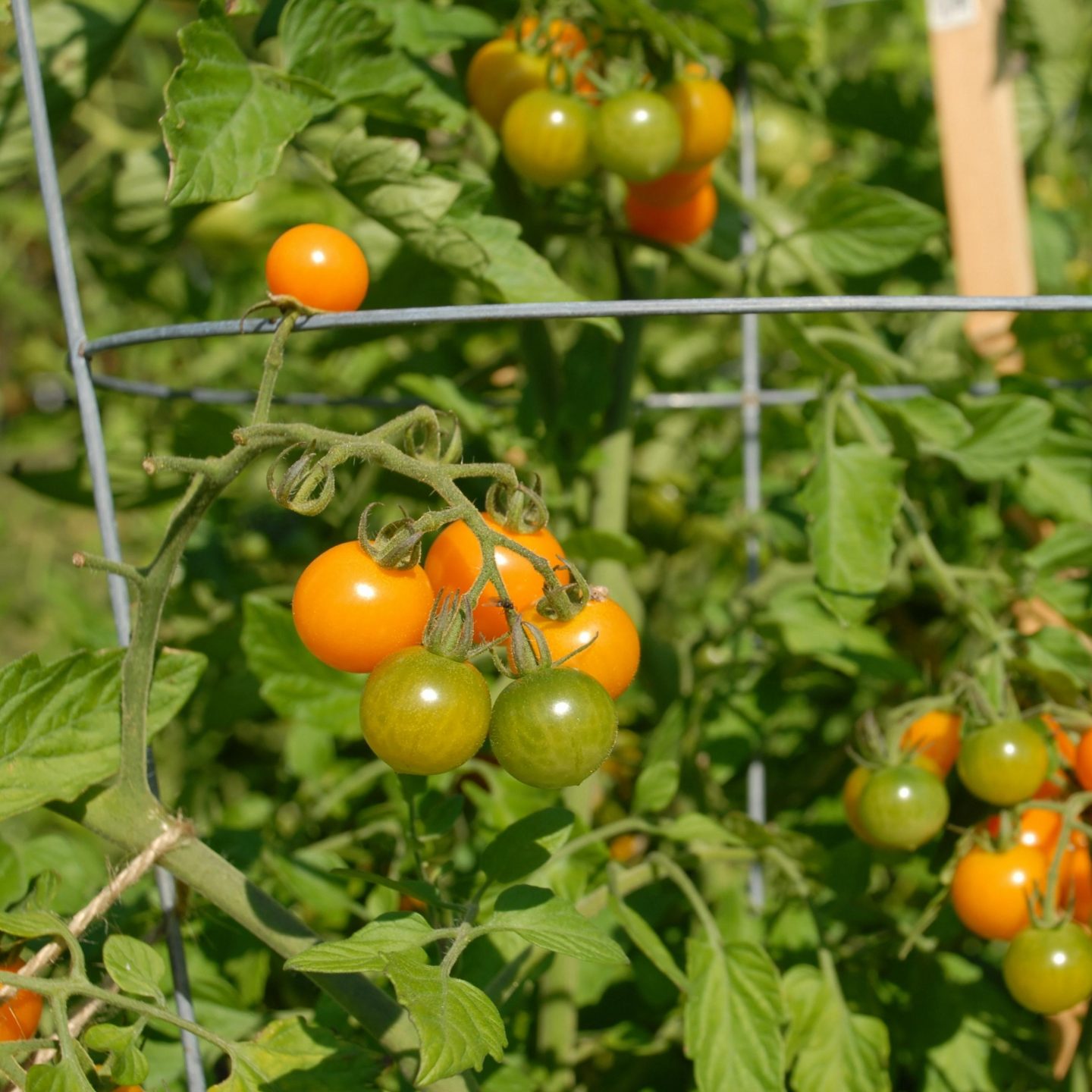 Cherry tomatoes in heavy duty tomato cage