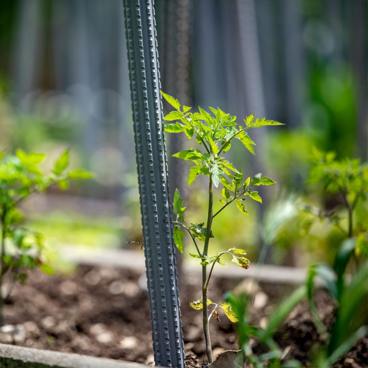 Stake holding up young tomato plant