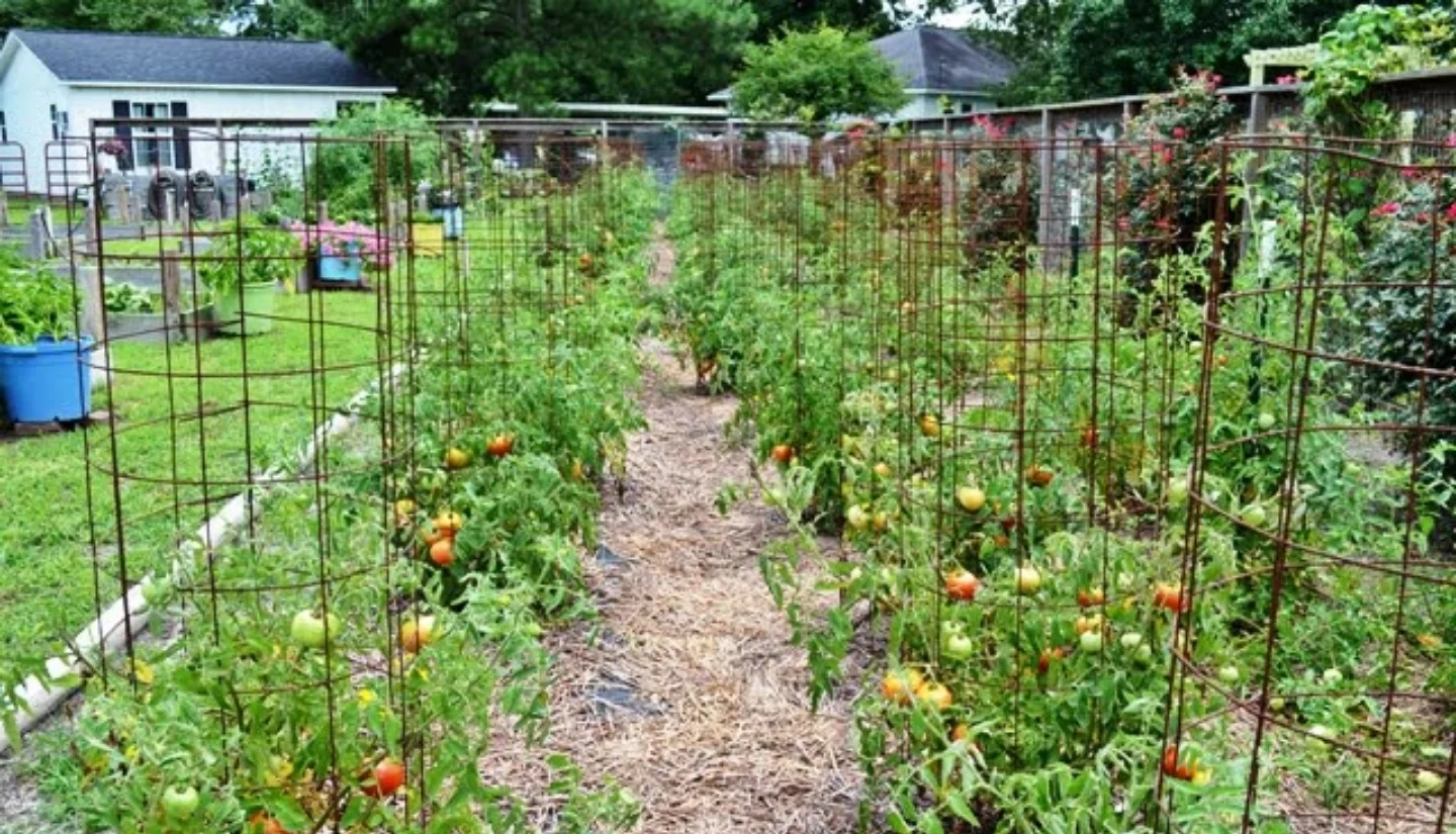 Homemade Canned Spaghetti Sauce 6 Garden fresh tomatoes