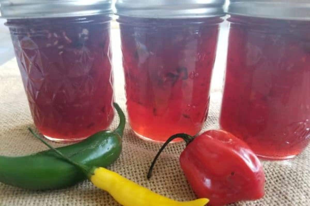 Raspberry hot pepper jelly canned in glass jars.